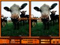 Gratis downloaden Picture Pyramid screenshot 3
